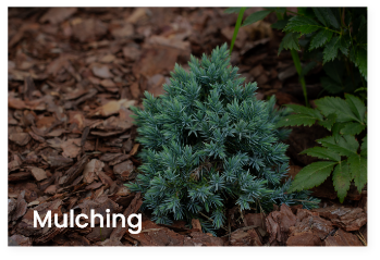 mulching